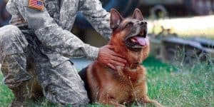 military dog names