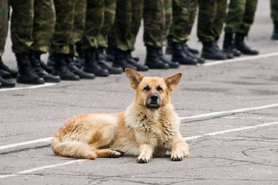 Army dog names deals