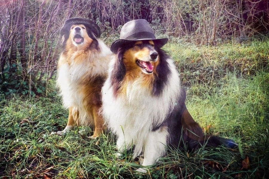 215 Old Man Dog Names My Dog s Name 215-old-man-dog-names-my-dog-s-name