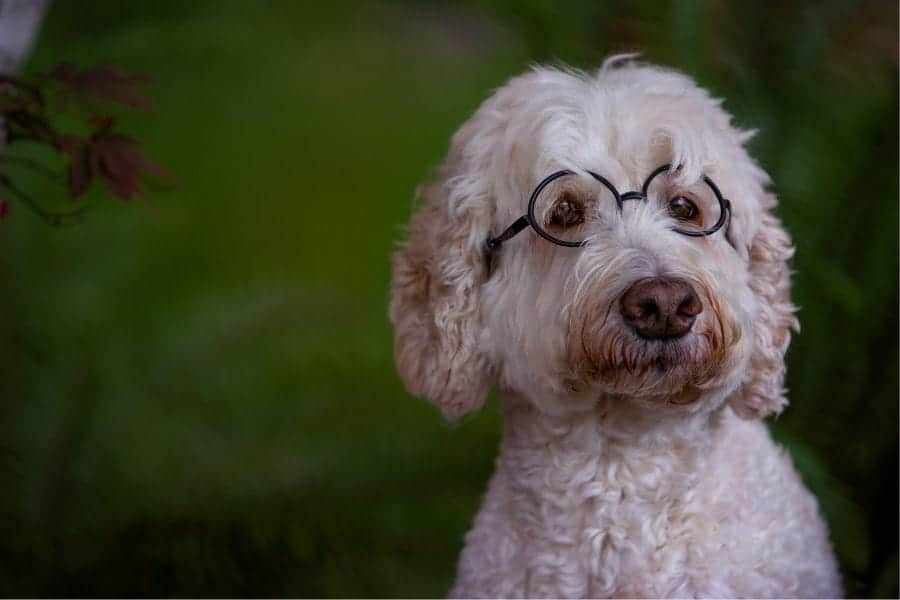 Cute dog with black glasses