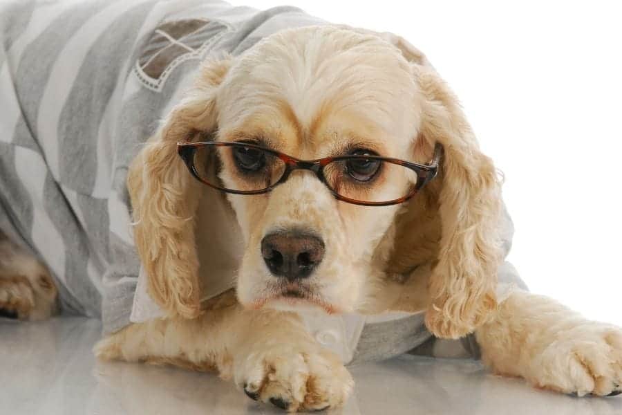 Cocker spaniel with glasses