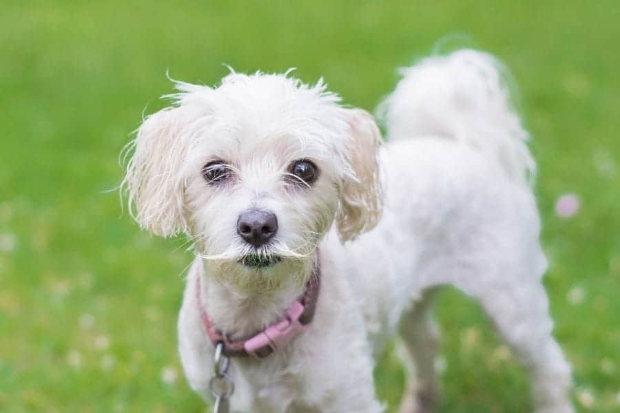 215 Old Man Dog Names My Dog s Name 215-old-man-dog-names-my-dog-s-name