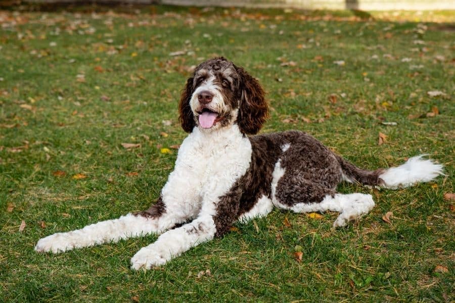 Sweet dog laying in the grass