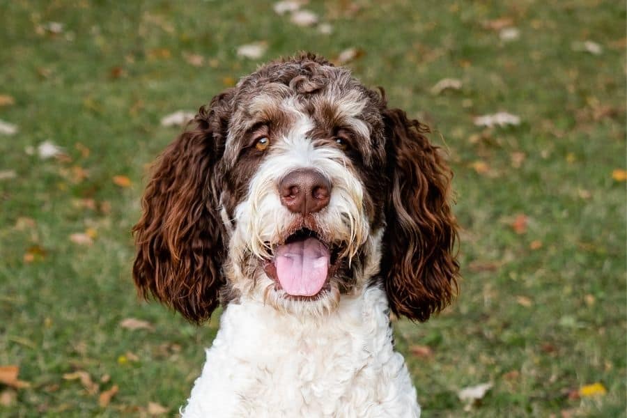 Smiling dog