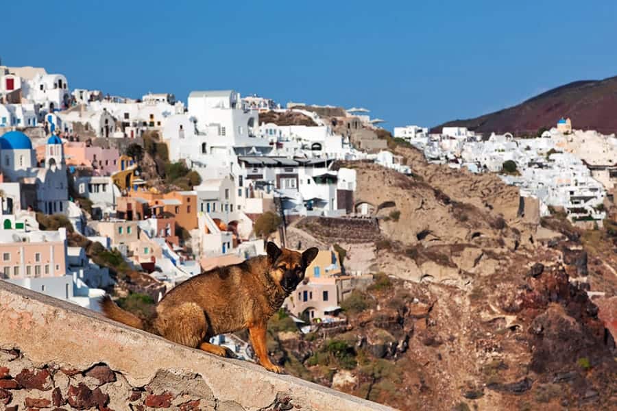 dog in greek city
