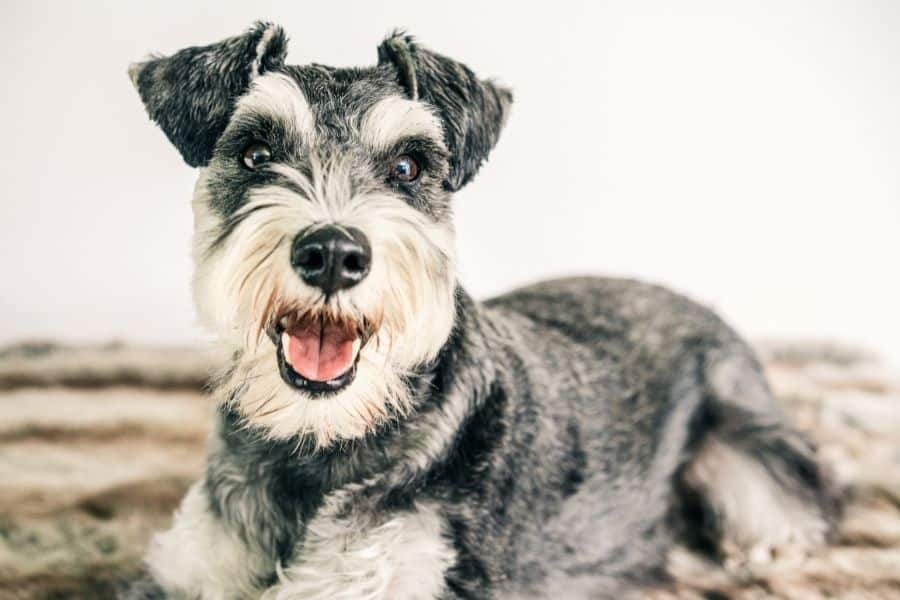 cute grey and white dog