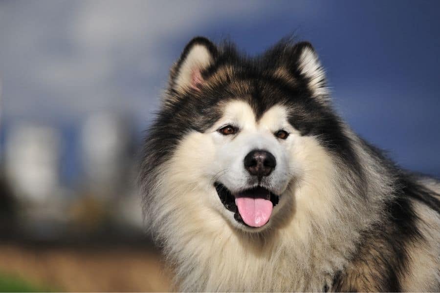 Alaskan Malamute Names - Black and white dog