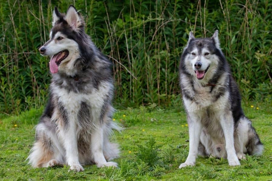 two malamutes sitting in the grass