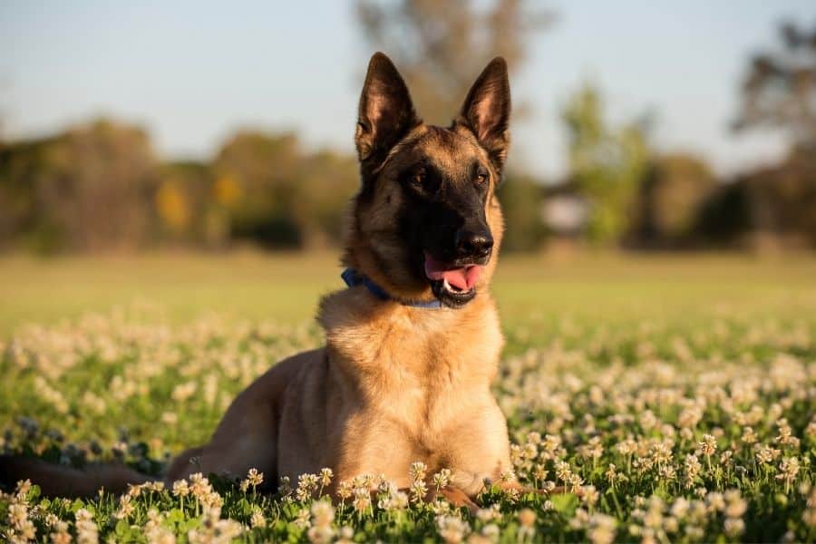 Belgian Malinois Names