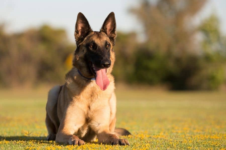 Belgian Malinois sitting in grass