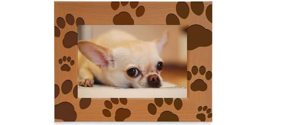 chihuahua picture frame