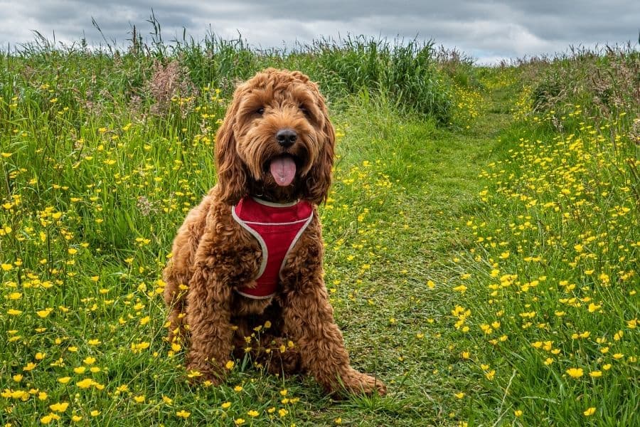 Cute dog in a field of yellow flowers