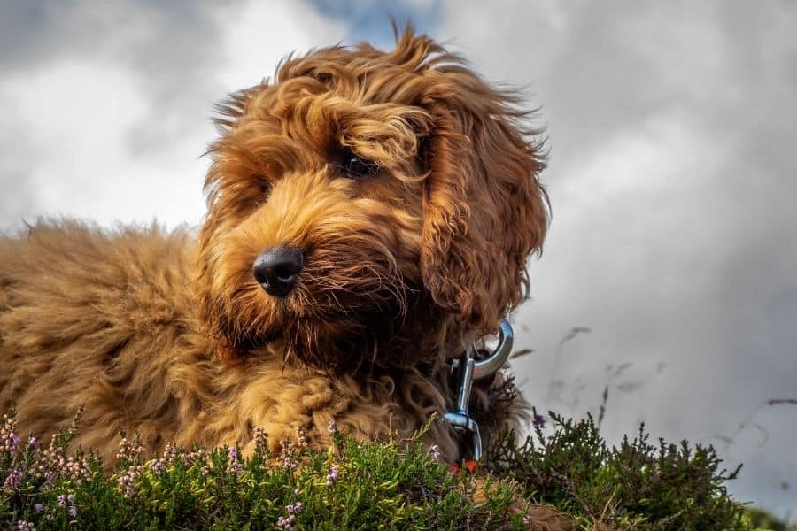 Fluffy pup