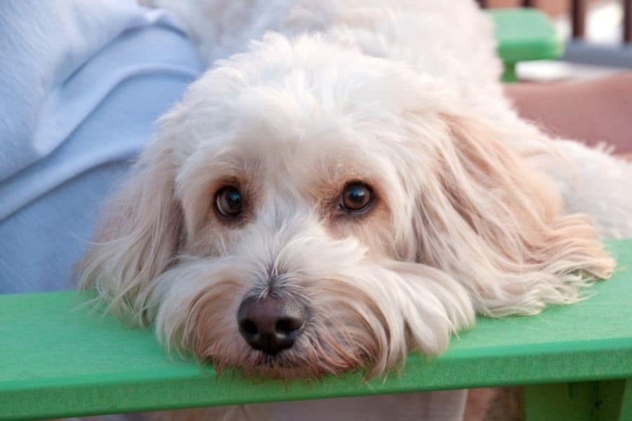 Sweet doggy laying head down