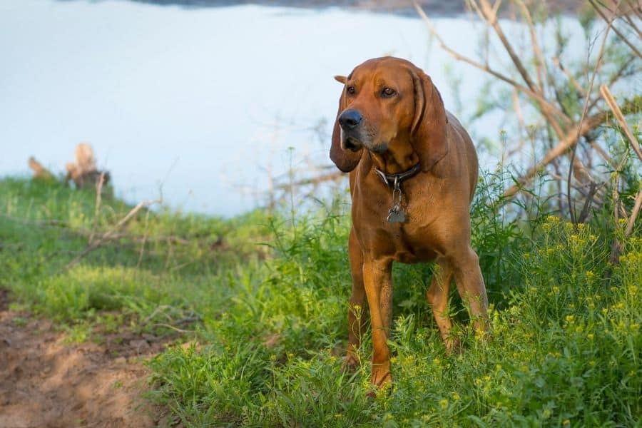 Coon dog names - dog by the water