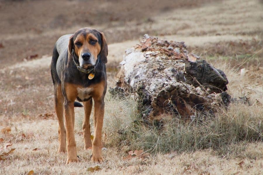 dog standing next to a rock