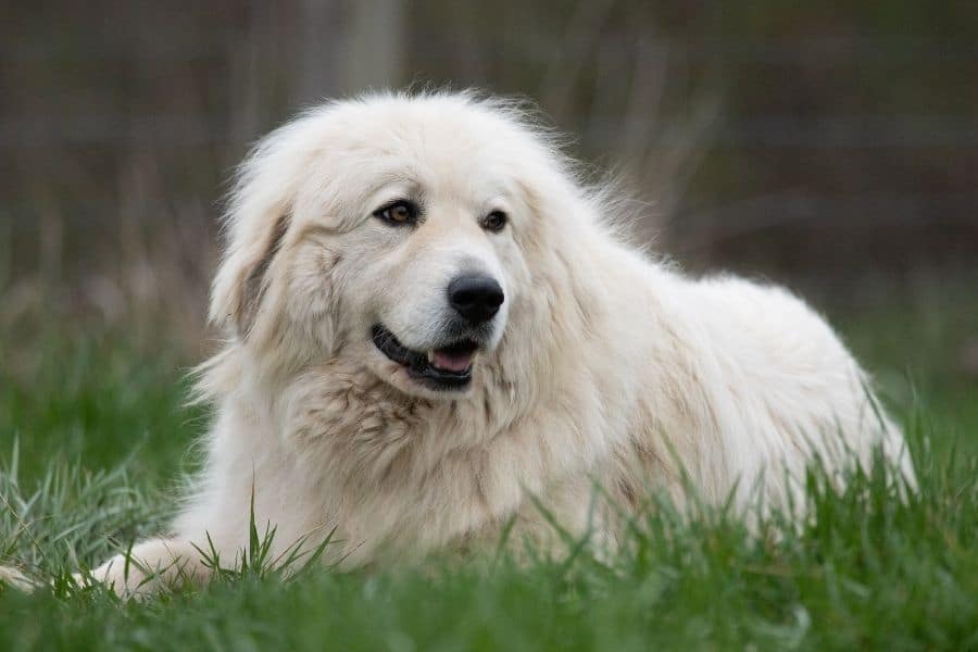 great pyrenees names - dog in the grass