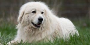 Great Pyrenees Names