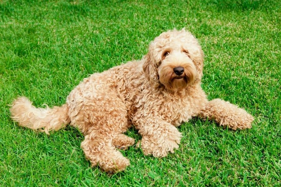 labradoodle laying in the grass