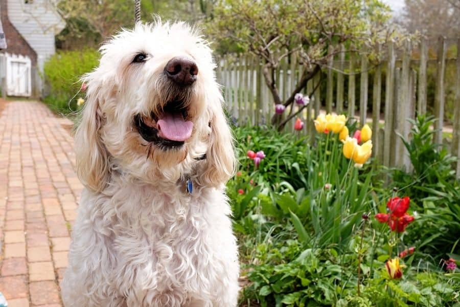 Smiling white doodle with flowers