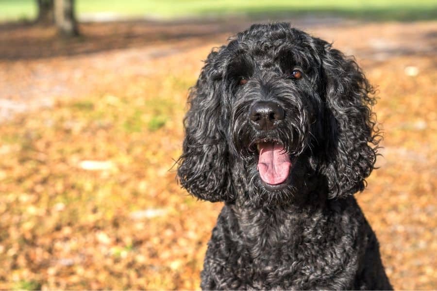 Black Labradoodle 