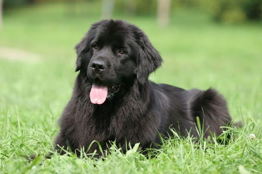 newfoundland dog breed laying in the grass