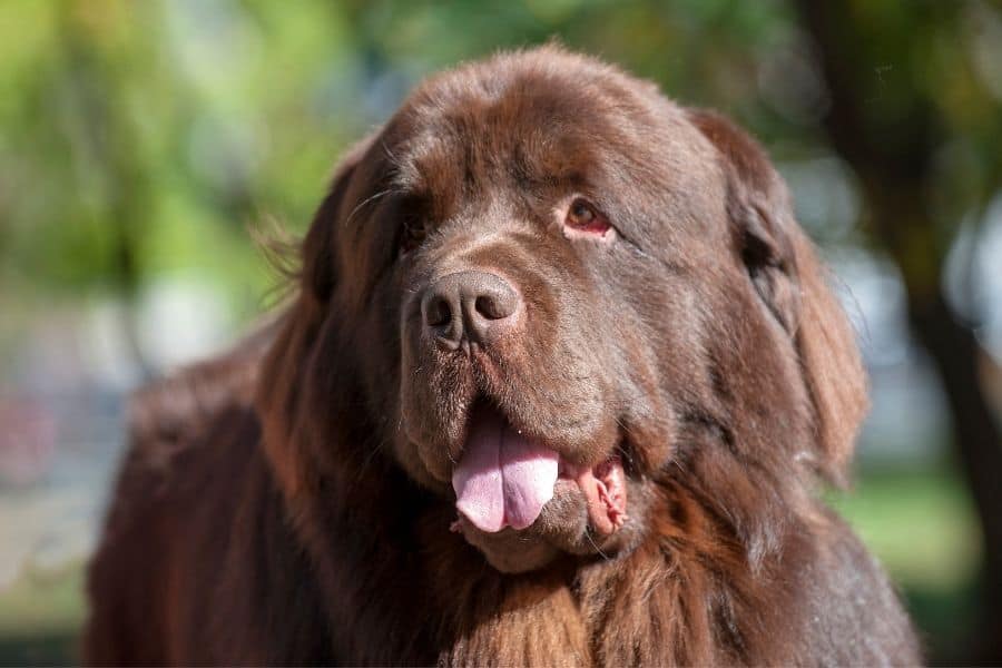 brown Newfoundland dog