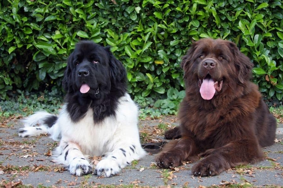 two big dogs laying down