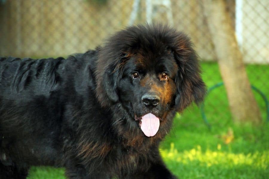 black dog with spiky hair