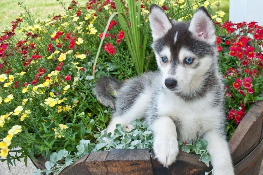 Exotic Pomsky Names: Top Picks for Your Unique Pup