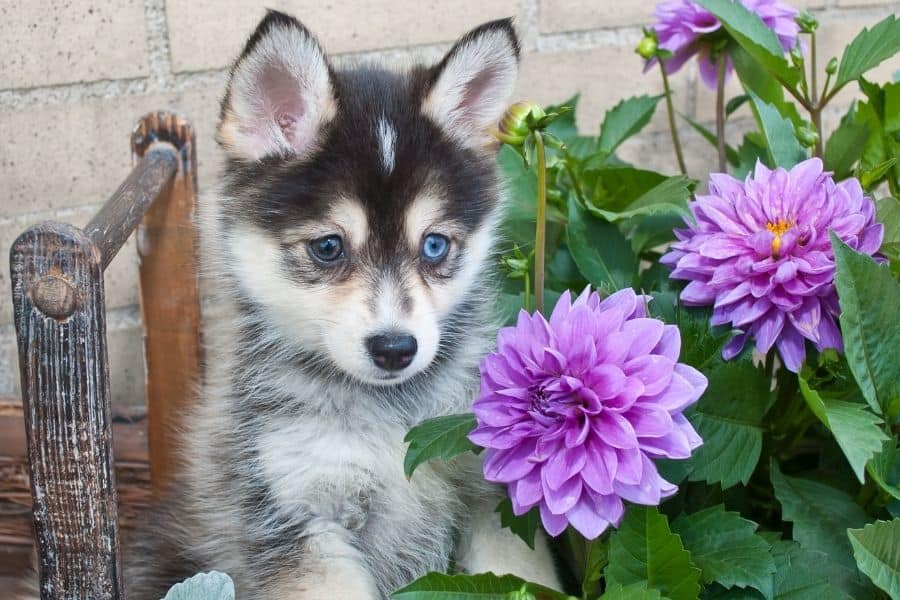 Blue eyed dog