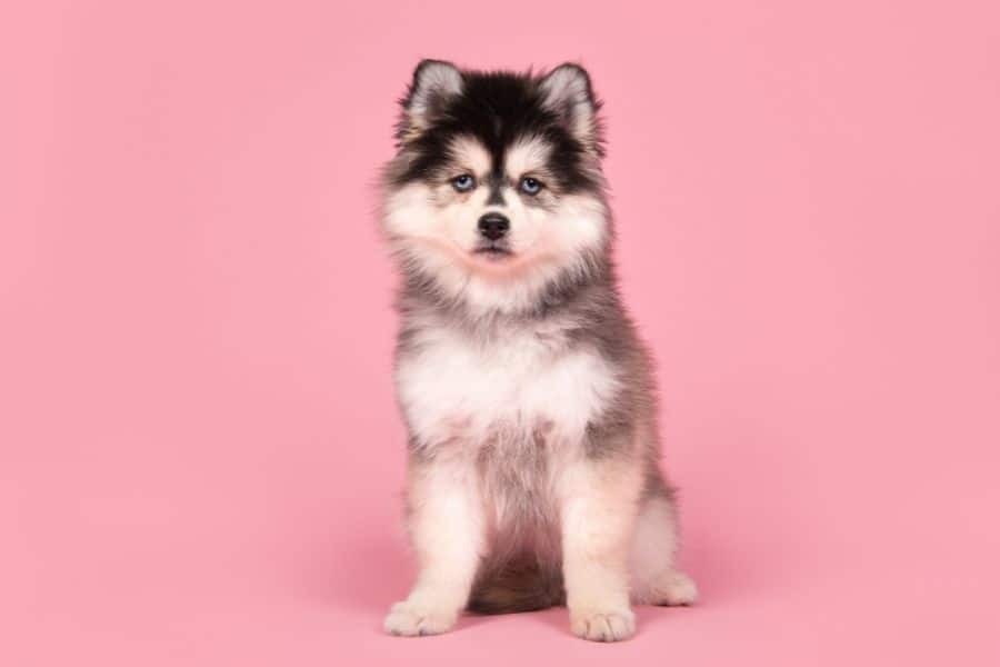 Cute deals pomsky names