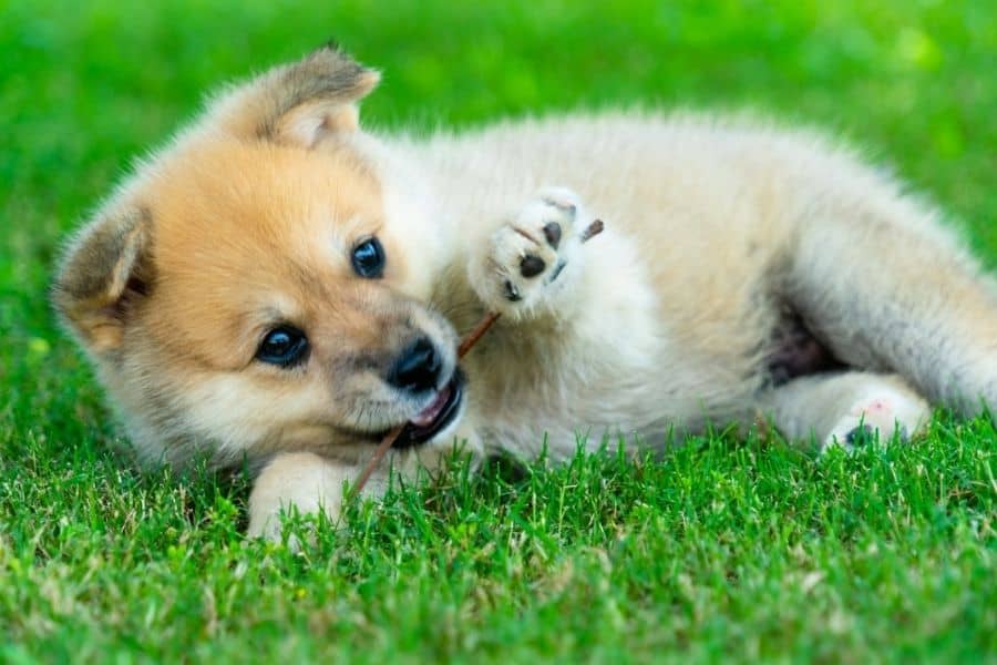 Cute puppy