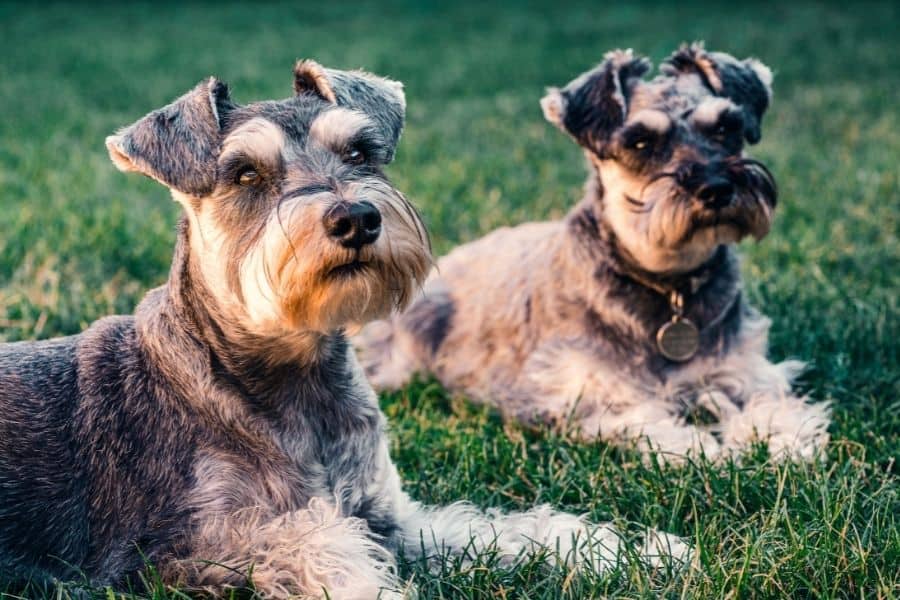 two schnauzers sitting in the grass
