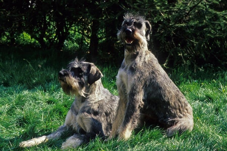 two grey German Schnauzers