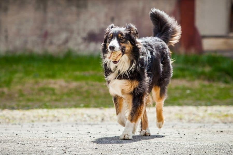 dog running with a baseball