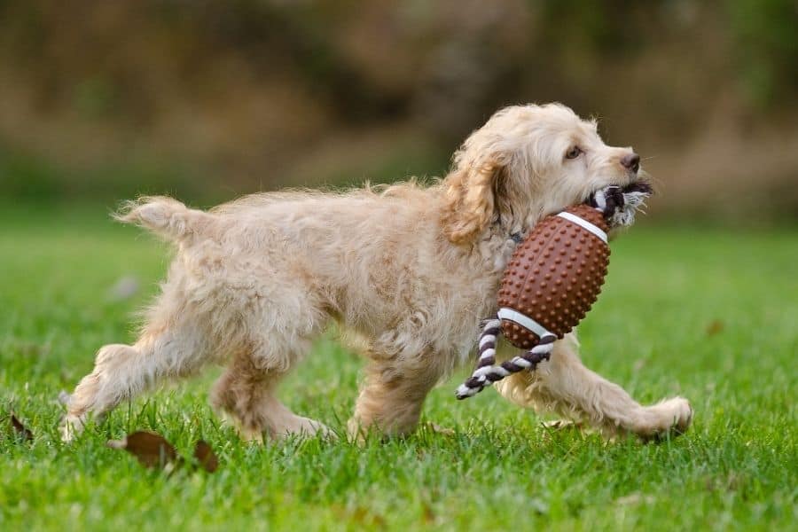 cute dog with football toy