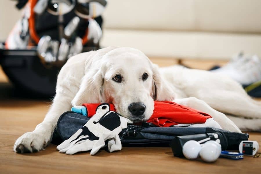 dog on some golf gear