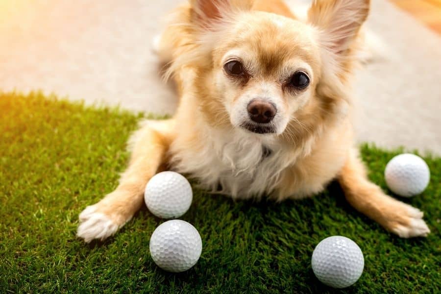 golf dog names - dog with golf balls