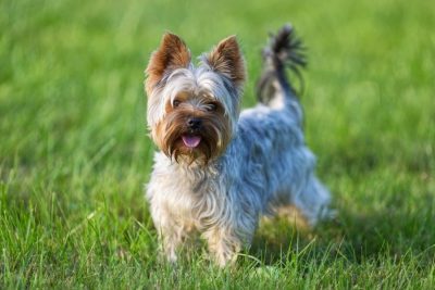 205+ One-Syllable Dog Names - My Dog's Name