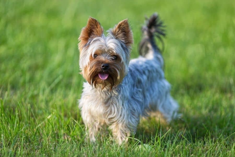 Terrier in the grass 