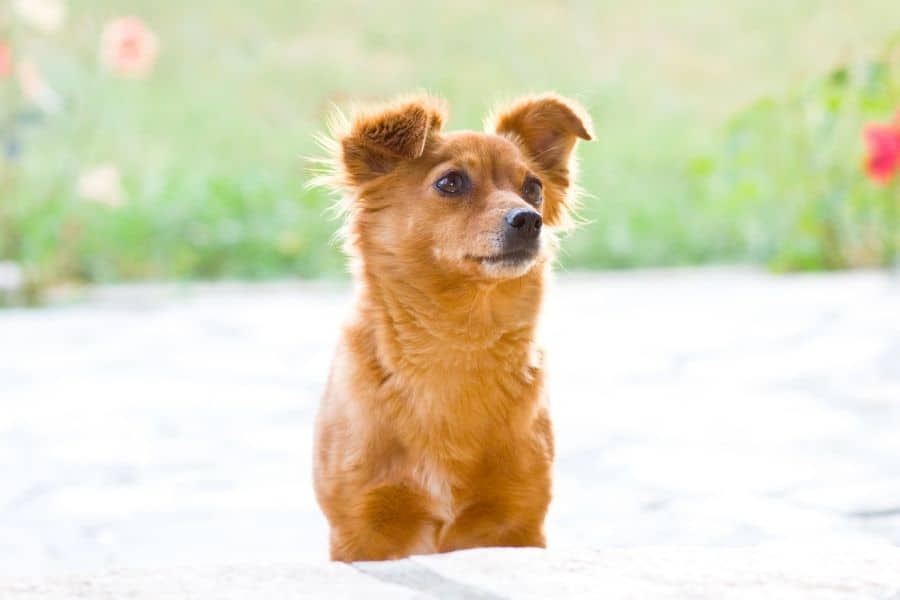 Small red dog outside in grass