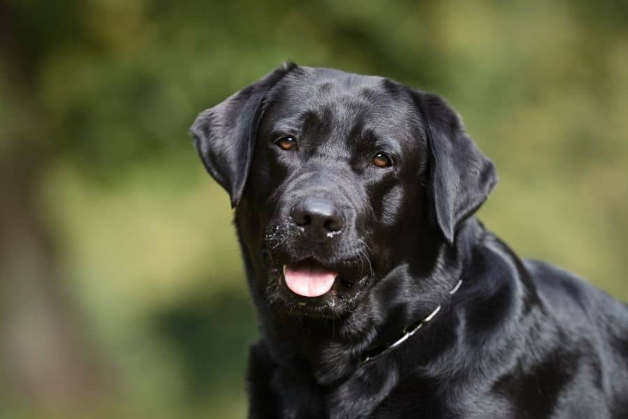 Black lab names