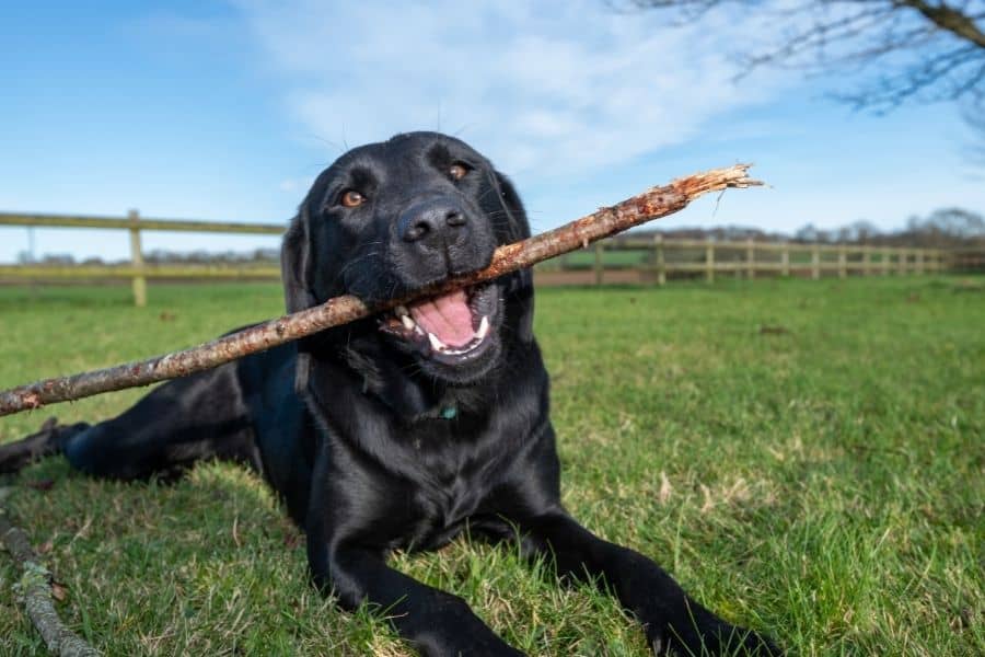 Dog chewing stick outside in grass