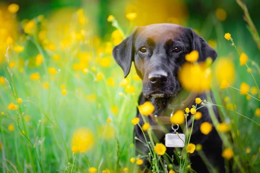 black lab sitting in yellow flowers