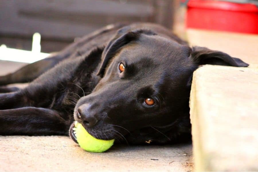 black lab laying down with tennis ball