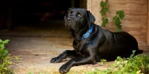 Black lab names