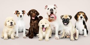 boy dog names group of puppies