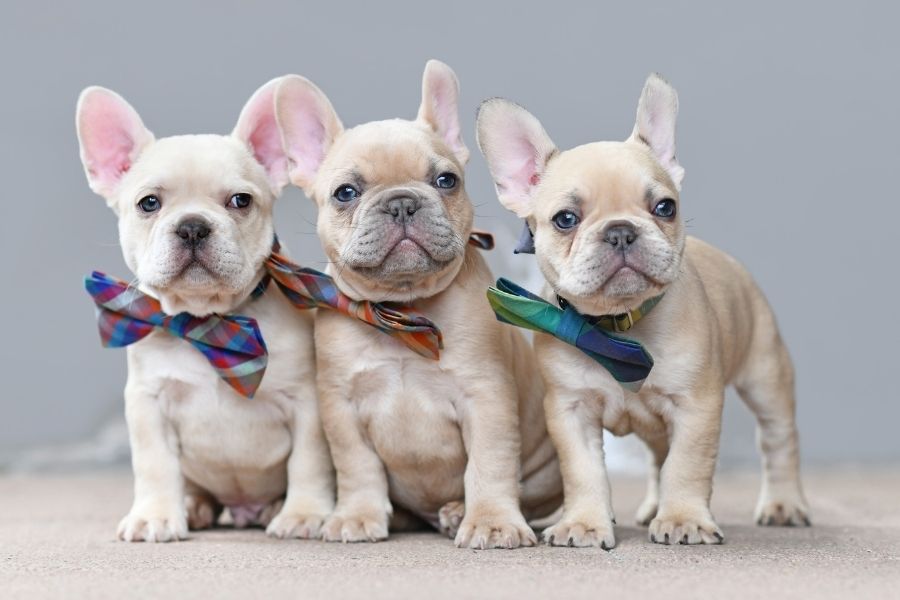 200 Fancy Dog Names My Dog s Name
