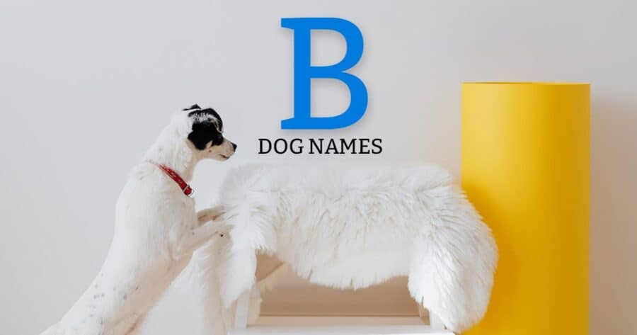 b dog names